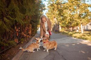 hermosa mujer camina con dos corgi perros en parque en caer. feliz, sonriente, retrato. alimenta con manjares foto