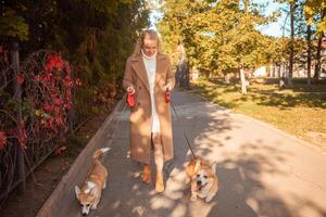 hermosa mujer camina con dos corgi perros en parque en caer. feliz, sonriente, retrato. Correa cinta medida. foto