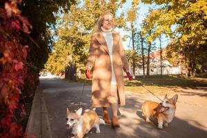 hermosa mujer camina con dos corgi perros en parque en caer. feliz, sonriente, retrato. soleado día. foto