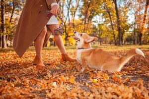Corgi dog plays in park, on street, in leaves. Beautiful autumn landscape, cheerful and happy dog. toy. photo