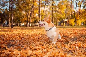 Corgi dog plays in park, on street, in leaves. Beautiful autumn landscape, cheerful and happy dog. portrait. photo