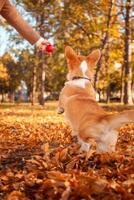 Corgi dog plays in park, on street, in leaves. Beautiful autumn landscape, cheerful and happy dog. Ball. photo