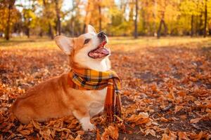 Portrait of beautiful corgi dog with scarf in leaves, autumn landscape, smiling, happy and satisfied dog, empty space for text, banner. up. photo