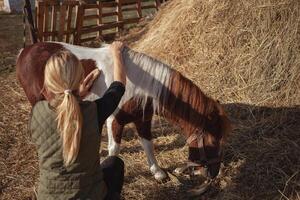 beautiful woman cleans horse with brush, authentic atmosphere of farm, spotted pony loves master. cinemotographic. photo