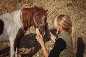 beautiful woman cleans horse with brush, authentic atmosphere of farm, spotted pony loves master. straw. photo