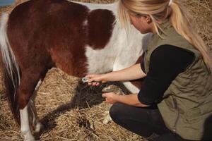 woman cleans hooves of horse with special tool with crochet, authentic atmosphere. pony. photo