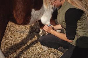 mujer limpia pezuñas de caballo con especial herramienta con tejer, auténtico atmósfera foto