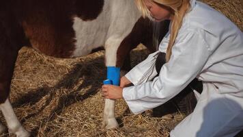 mujer veterinario inspecciona caballo, manchado poni, un auténtico atmósfera. pierna vendaje, esguince. foto