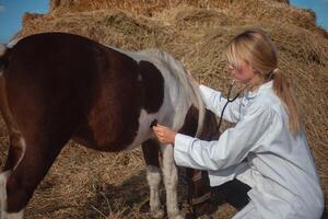 mujer veterinario inspecciona caballo, manchado poni, un auténtico atmósfera. escucha a livianos con fonendoscopio foto