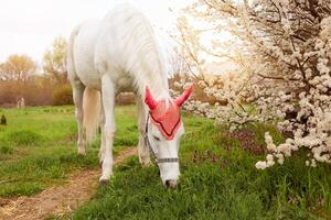 A beautiful white horse in a red hat photo