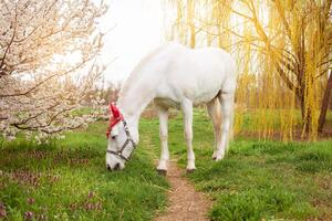 un hermosa blanco caballo en un rojo sombrero foto