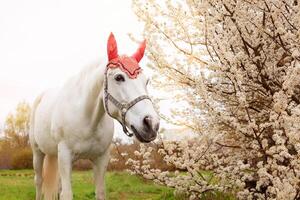 A beautiful white horse in a red hat photo