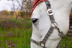 A beautiful white horse in a red hat photo