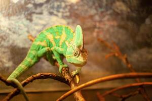 chameleon sits on a branch, business tourism terrarium, pet photo