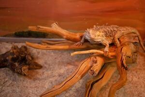Funny lizard sits on branch, business tourism terrarium photo