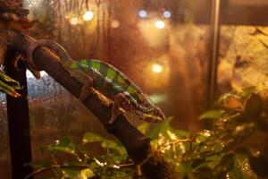 Authentic landscape, chameleon on a tree branch. Tropical green lizard. rare exotic beautiful animal photo