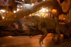 Iguana sits on a branch, business tourism terrarium photo