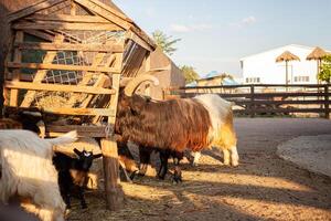 purebred goats eat hay, beautiful biopark, farm, livestock, business tourism photo