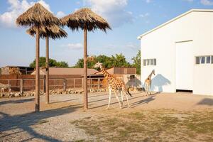 hermosa jirafa en bioparque, negocio en africano animales, turismo foto