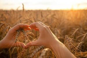 Love of nature, agricultural business photo