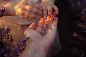 lavender field at sunset. Flowers with essential oil. photo