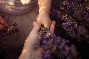 lavender field at sunset. Flowers with essential oil. photo