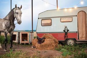 gray horse, mobile trailer, glowing garland photo