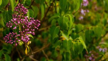 Spring blossom background - abstract floral border of green leaves photo