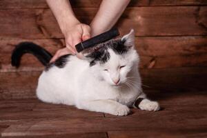 un hombre peines un negro y blanco gato con un peine para animales foto