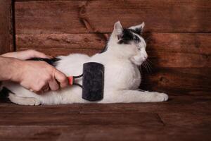 A man combs a black and white cat with a comb for animals. photo