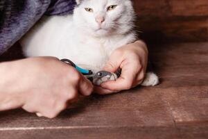 A man cuts a black and white cat's claws with a special clipper. photo