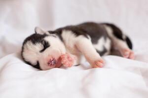 linda perrito siberiano fornido negro y blanco foto