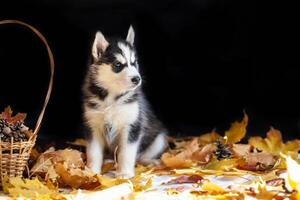 linda perrito siberiano fornido negro y blanco foto