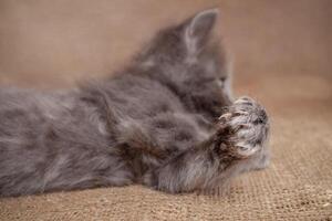 hacer el de gato garras cortar. peligroso gatito. foto