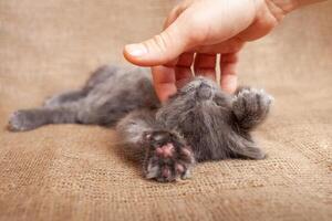 A man scratches a cat, a relaxed kitten is happy with life photo