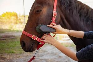 marrón caballo en un antecedentes. caballo cuidado, amor para animales foto