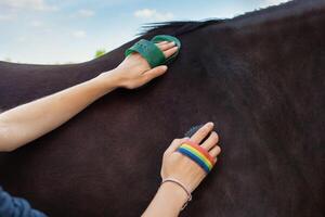 Brown horse on a background. Horse care, love for animals. photo