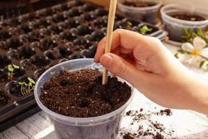 Flower transplant. Cells for growing seeds. photo