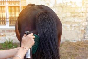 Brown horse on a background. Horse care, love for animals. photo