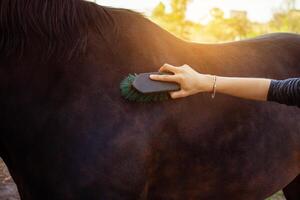 marrón caballo en un antecedentes. caballo cuidado, amor para animales foto