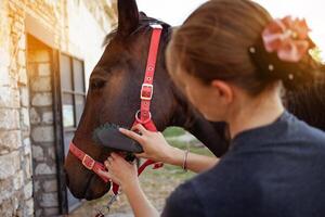 marrón caballo en un antecedentes. caballo cuidado, amor para animales foto