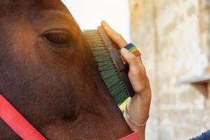 marrón caballo en un antecedentes. caballo cuidado, amor para animales foto