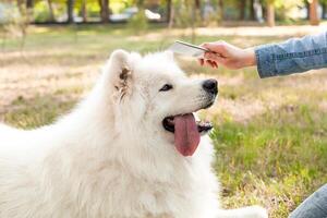 Love, friendship, caring for animals. photo