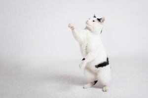 black and white cat in front of a white background Moldova, Bender, July 5, 2020, Bender Fortress, children's flat photo