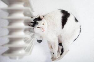 el gato es calentamiento cerca el batería, un móvil calentador moldavia, juerga, julio 5, 2020, juerga fortaleza, para niños plano foto