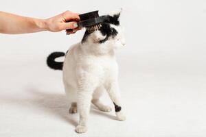 A man combs a black and white cat with a comb for animals. Moldova, Bender, July 5, 2020, Bender Fortress, children's flat photo