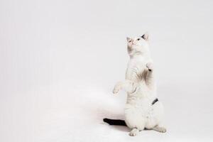 black and white cat in front of a white background Moldova, Bender, July 5, 2020, Bender Fortress, children's flat photo