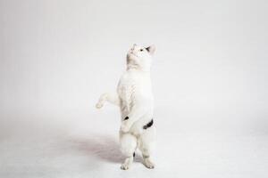 black and white cat in front of a white background Moldova, Bender, July 5, 2020, Bender Fortress, children's flat photo