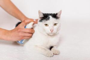 Pet care, flea and tick spray treatment. Black and white cat Moldova, Bender, July 5, 2020, Bender Fortress, children's flat photo