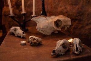 foto zona en el estudio para Víspera de Todos los Santos. dramático intimidante, paisaje para todas santos día celebraciones octubre 31, foto estudio. calaveras de animales en un antiguo maleta.